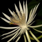 10 Most Expensive Flowers In The World in 2024: Orchids, Roses & Priceless Plants